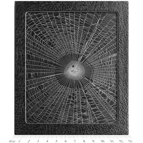 Orb weaver spider web framed
